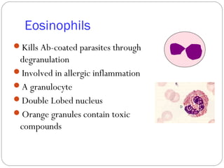 Eosinophils
Kills Ab-coated parasites through
degranulation
Involved in allergic inflammation
A granulocyte
Double Lobed nucleus
Orange granules contain toxic
compounds
 