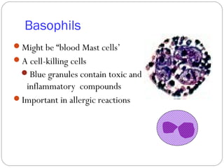 Basophils
Might be “blood Mast cells’
A cell-killing cells
Blue granules contain toxic and
inflammatory compounds
Important in allergic reactions
 