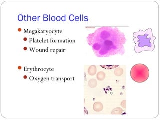 Other Blood Cells
Megakaryocyte
Platelet formation
Wound repair
Erythrocyte
Oxygen transport
 