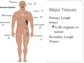Major Tissues
Primary Lymph
tissues
Cells originate or
mature
Secondary Lymph
Tissues
2º
2º
1º
1º
2º
2º
2º
2º
2º
 