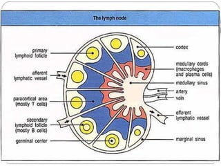 Introduction to immunology