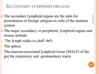 SECONDARY LYMPHOID ORGANS
 The secondary lymphoid organs are the sites for
presentation of foreign antigens to cells of the immune
system.
 The major secondary, or peripheral, lymphoid organs and
tissues include:
 The lymph nodes ( (‫الليمفاويه‬ ‫العقد‬
 The spleen
 The mucosa-associated lymphoid tissue (MALT) of the
gut the respiretory and genitourinary tracts.
12April2015
13
 