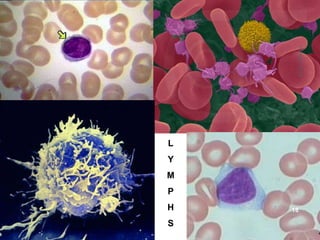 L
Y
M
P
H
S
12April2015
18
 