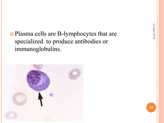  Plasma cells are B-lymphocytes that are
specialized to produce antibodies or
immunoglobulins.
12April2015
19
 