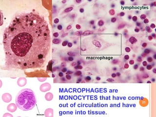 MACROPHAGES are
MONOCYTES that have come
out of circulation and have
gone into tissue.
12April2015
21
 