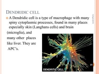 DENDRIDIC CELL
 A Dendridic cell is a type of macrophage with many
spiny cytoplasmic processes, found in many places
especially skin (Langhans cells) and brain
(microglia), and
many other places
like liver. They are
APC’s.
12April2015
23
 