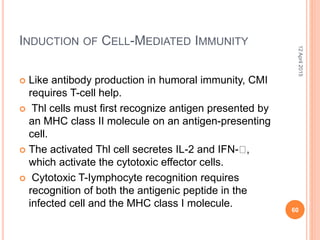 INDUCTION OF CELL-MEDIATED IMMUNITY
 Like antibody production in humoral immunity, CMI
requires T-cell help.
 Thl cells must first recognize antigen presented by
an MHC class II molecule on an antigen-presenting
cell.
 The activated Thl cell secretes IL-2 and IFN- ,
which activate the cytotoxic effector cells.
 Cytotoxic T-Iymphocyte recognition requires
recognition of both the antigenic peptide in the
infected cell and the MHC class I molecule.
12April2015
60
 