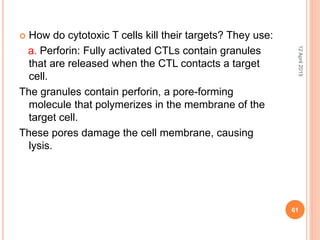 How do cytotoxic T cells kill their targets? They use:
a. Perforin: Fully activated CTLs contain granules
that are released when the CTL contacts a target
cell.
The granules contain perforin, a pore-forming
molecule that polymerizes in the membrane of the
target cell.
These pores damage the cell membrane, causing
lysis.
12April2015
61
 
