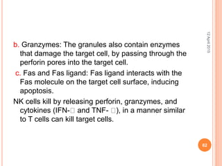 b. Granzymes: The granules also contain enzymes
that damage the target cell, by passing through the
perforin pores into the target cell.
c. Fas and Fas ligand: Fas ligand interacts with the
Fas molecule on the target cell surface, inducing
apoptosis.
NK cells kill by releasing perforin, granzymes, and
cytokines (IFN- and TNF- ), in a manner similar
to T cells can kill target cells.
12April2015
62
 