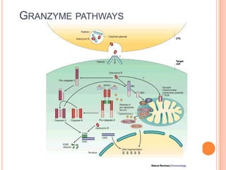 GRANZYME PATHWAYS
 