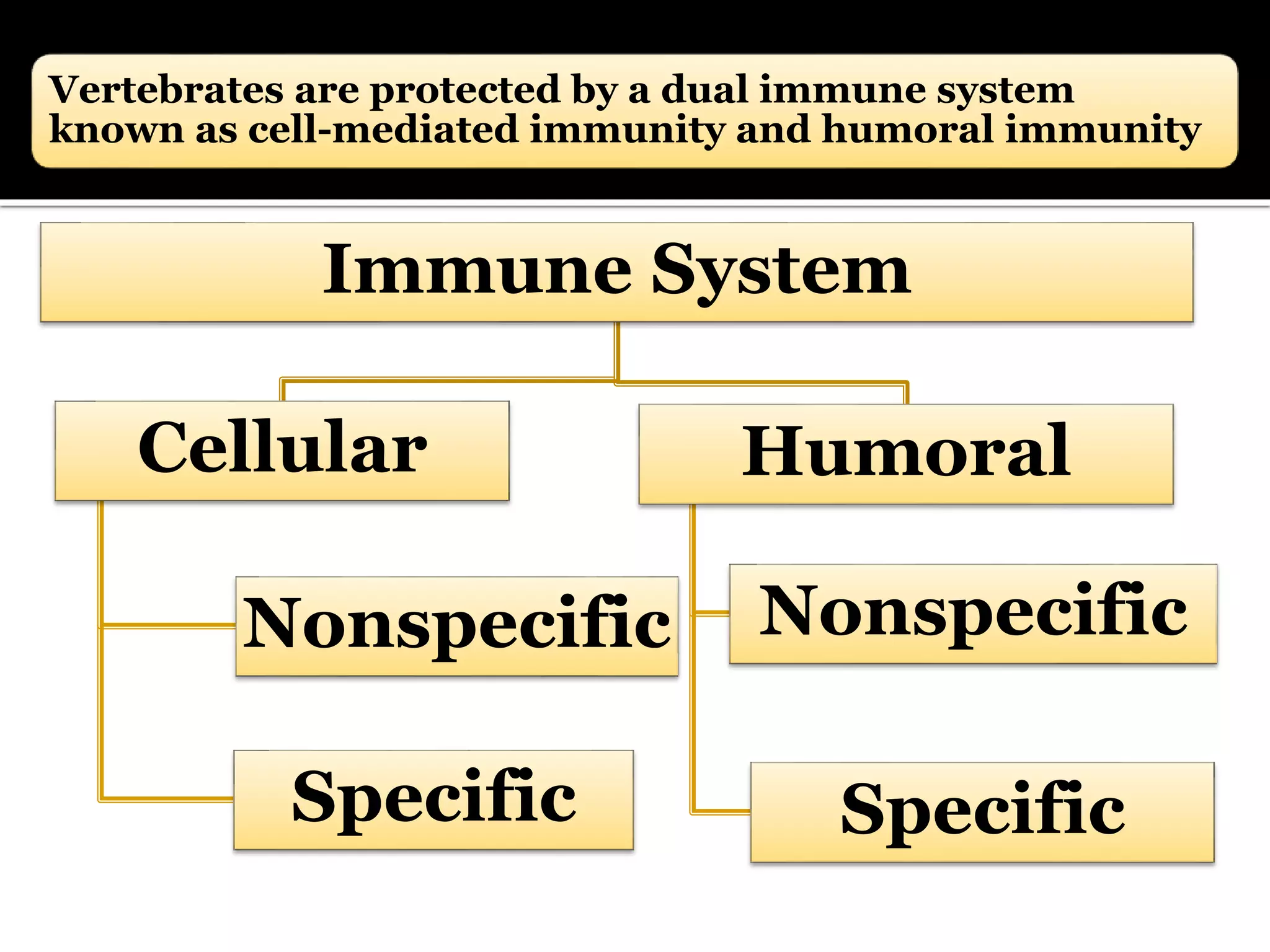 Vertebrates are protected by a dual immune system
known as cell-mediated immunity and humoral immunity
Immune System
Cellular
Specific
Nonspecific
Humoral
Specific
Nonspecific
 
