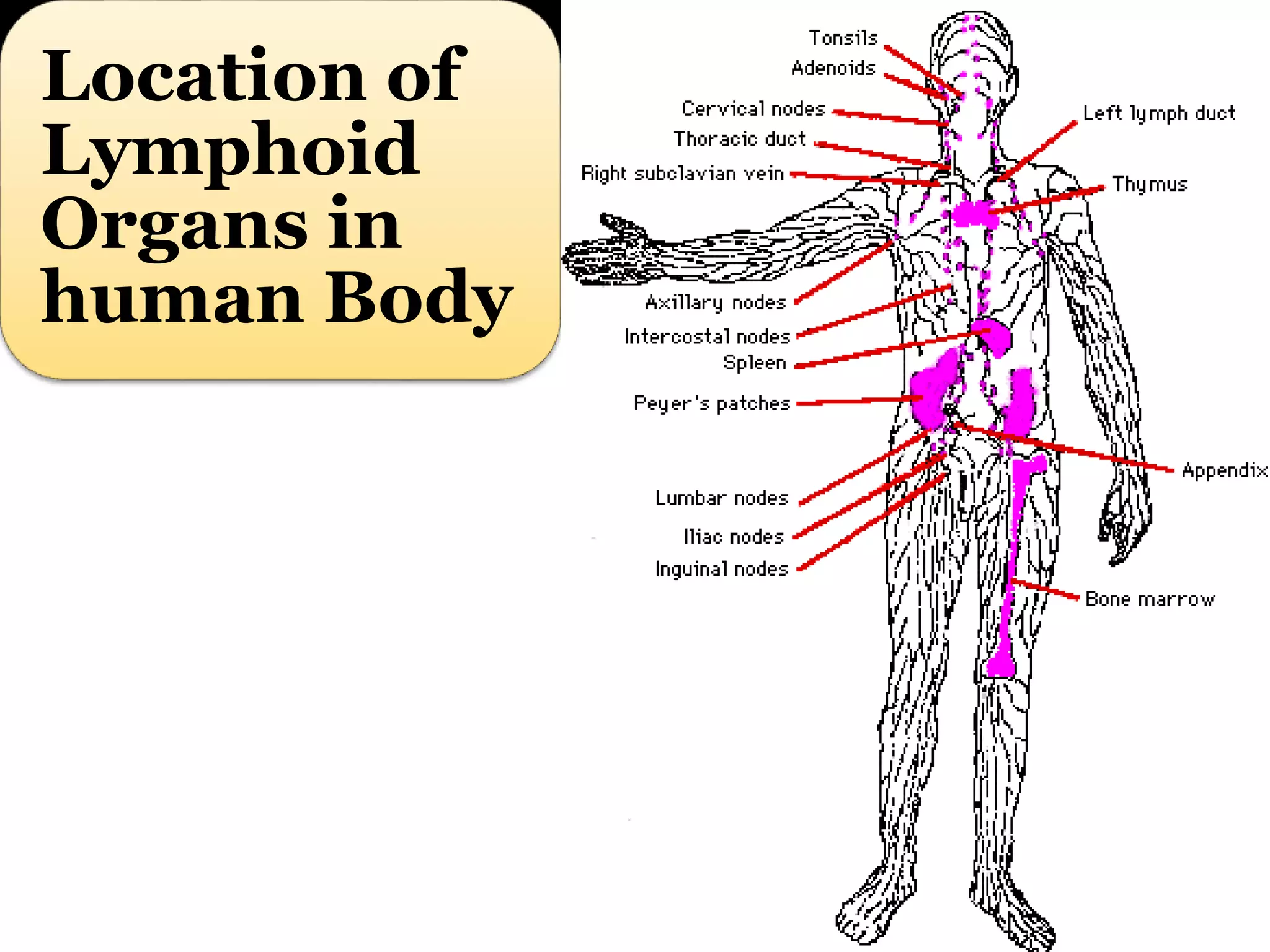 Location of
Lymphoid
Organs in
human Body
 