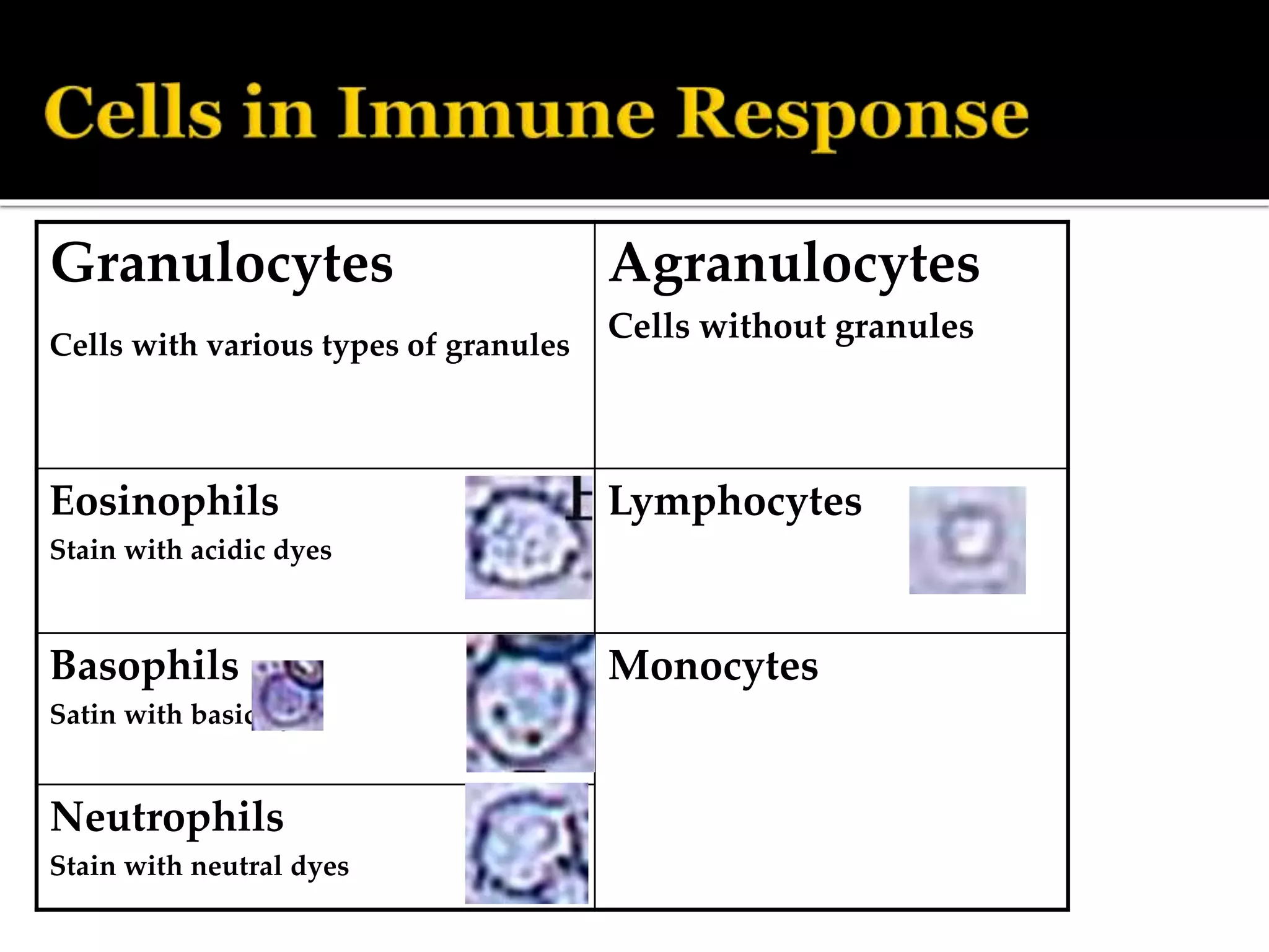 Granulocytes
Cells with various types of granules
Agranulocytes
Cells without granules
Eosinophils
Stain with acidic dyes
Lymphocytes
Basophils
Satin with basic dyes
Monocytes
Neutrophils
Stain with neutral dyes
 