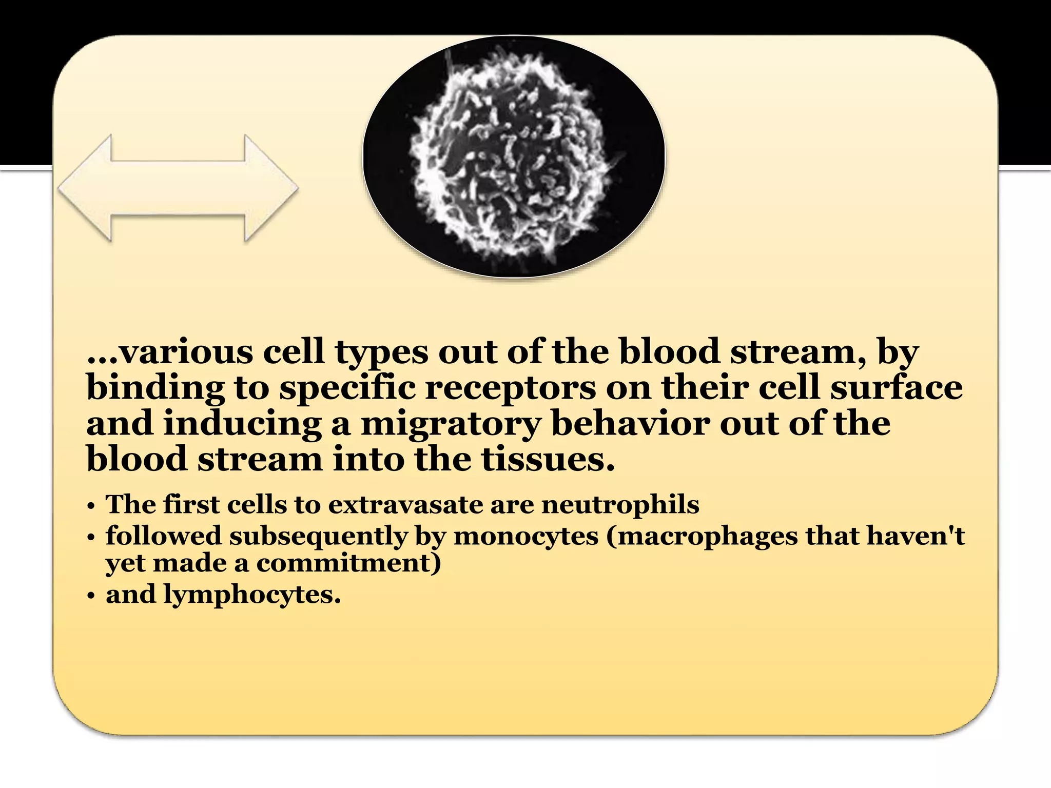 …various cell types out of the blood stream, by
binding to specific receptors on their cell surface
and inducing a migratory behavior out of the
blood stream into the tissues.
• The first cells to extravasate are neutrophils
• followed subsequently by monocytes (macrophages that haven't
yet made a commitment)
• and lymphocytes.
 