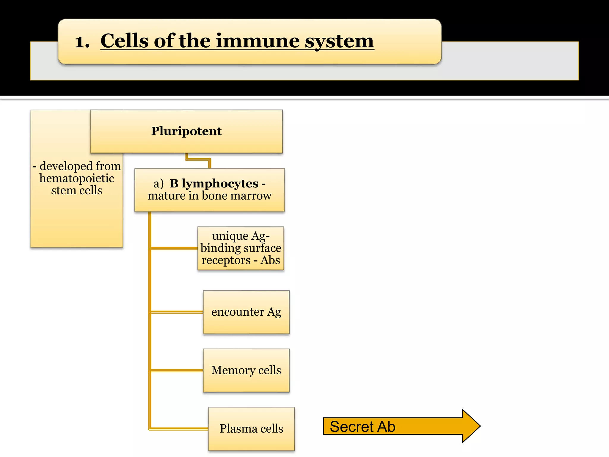 1. Cells of the immune system
- developed from
hematopoietic
stem cells
Pluripotent
a) B lymphocytes -
mature in bone marrow
unique Ag-
binding surface
receptors - Abs
encounter Ag
Memory cells
Plasma cells Secret Ab
 