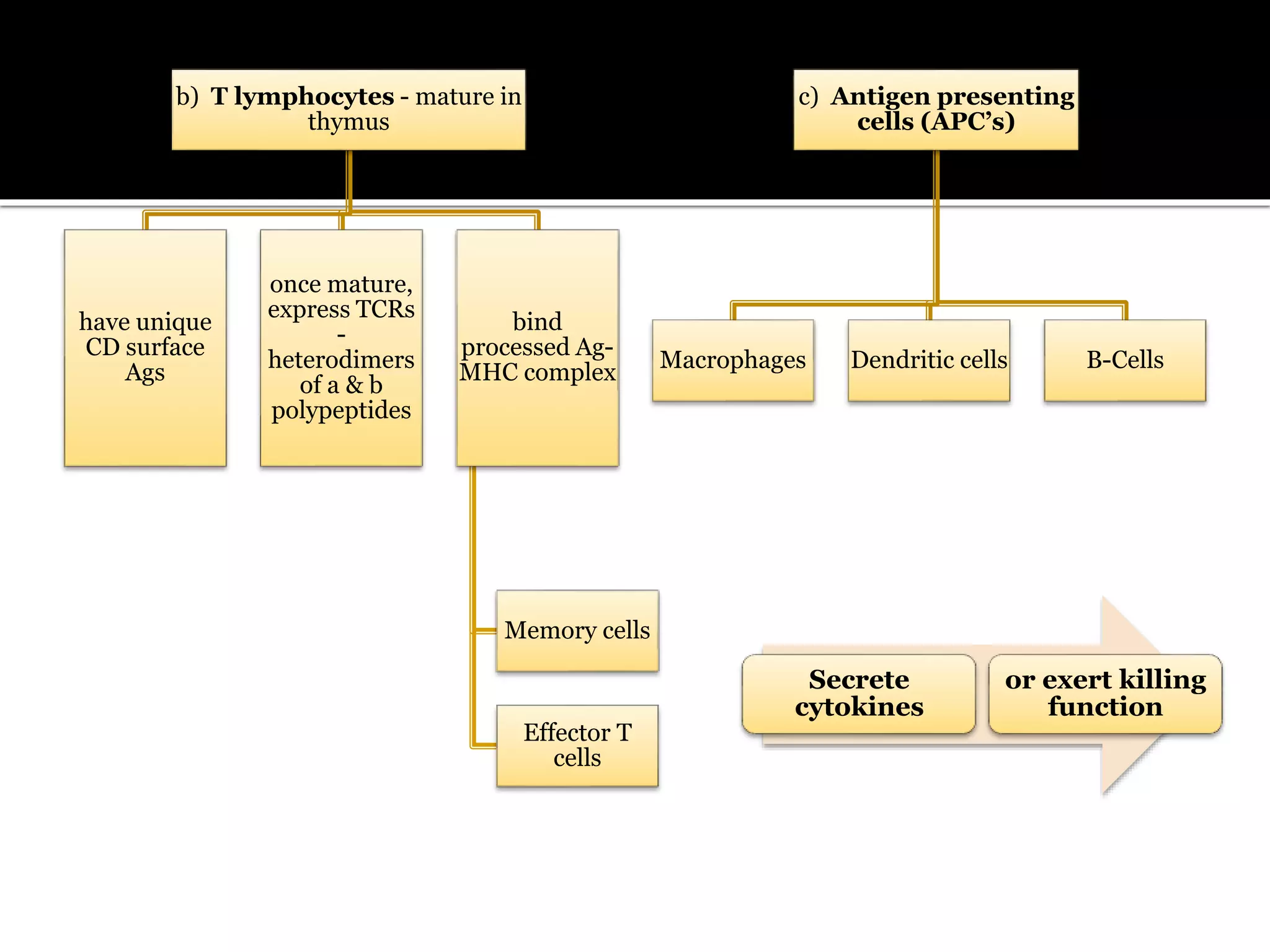 b) T lymphocytes - mature in
thymus
have unique
CD surface
Ags
once mature,
express TCRs
-
heterodimers
of a & b
polypeptides
bind
processed Ag-
MHC complex
Memory cells
Effector T
cells
c) Antigen presenting
cells (APC’s)
Macrophages Dendritic cells B-Cells
Secrete
cytokines
or exert killing
function
 