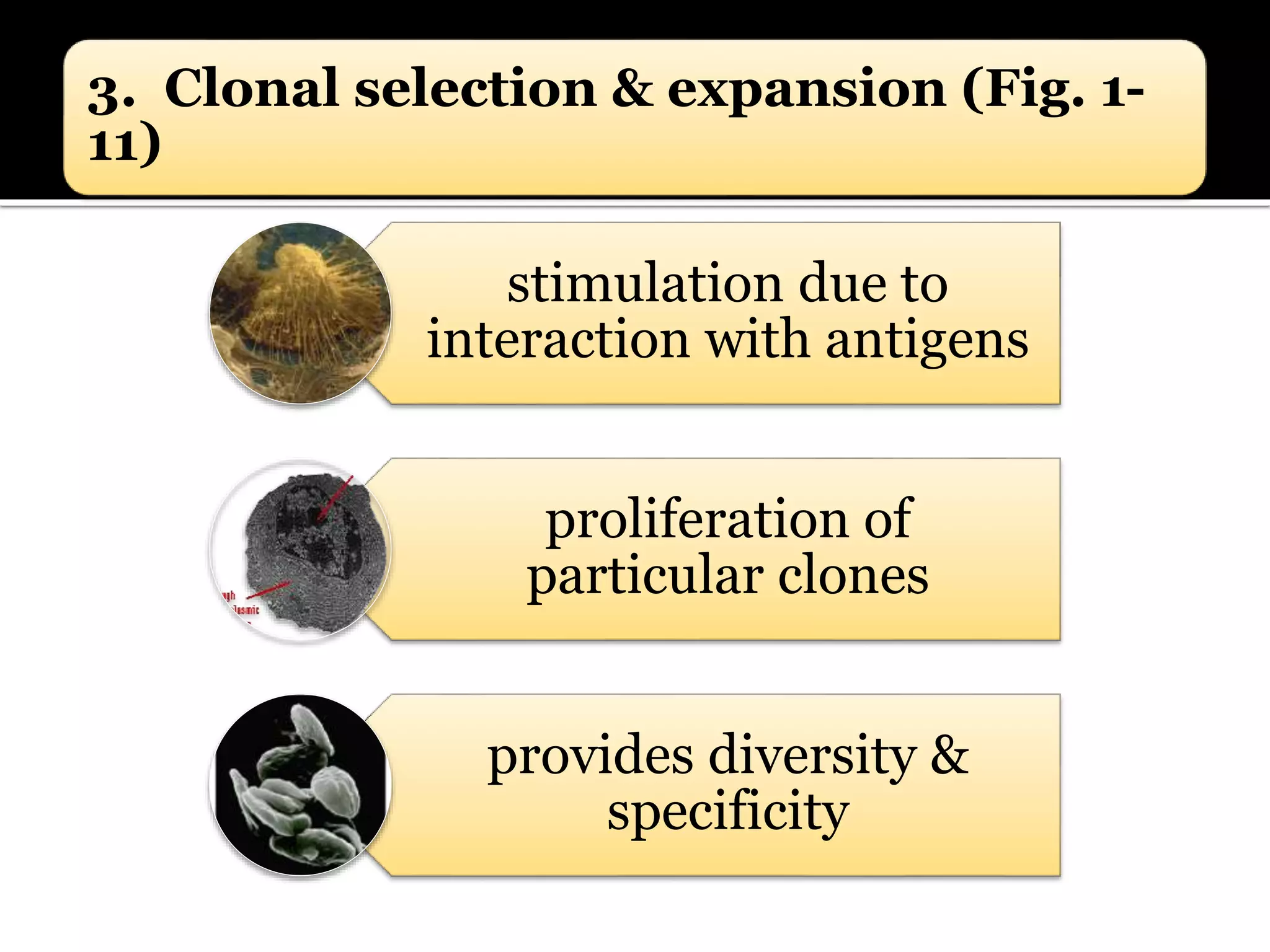 3. Clonal selection & expansion (Fig. 1-
11)
stimulation due to
interaction with antigens
proliferation of
particular clones
provides diversity &
specificity
 