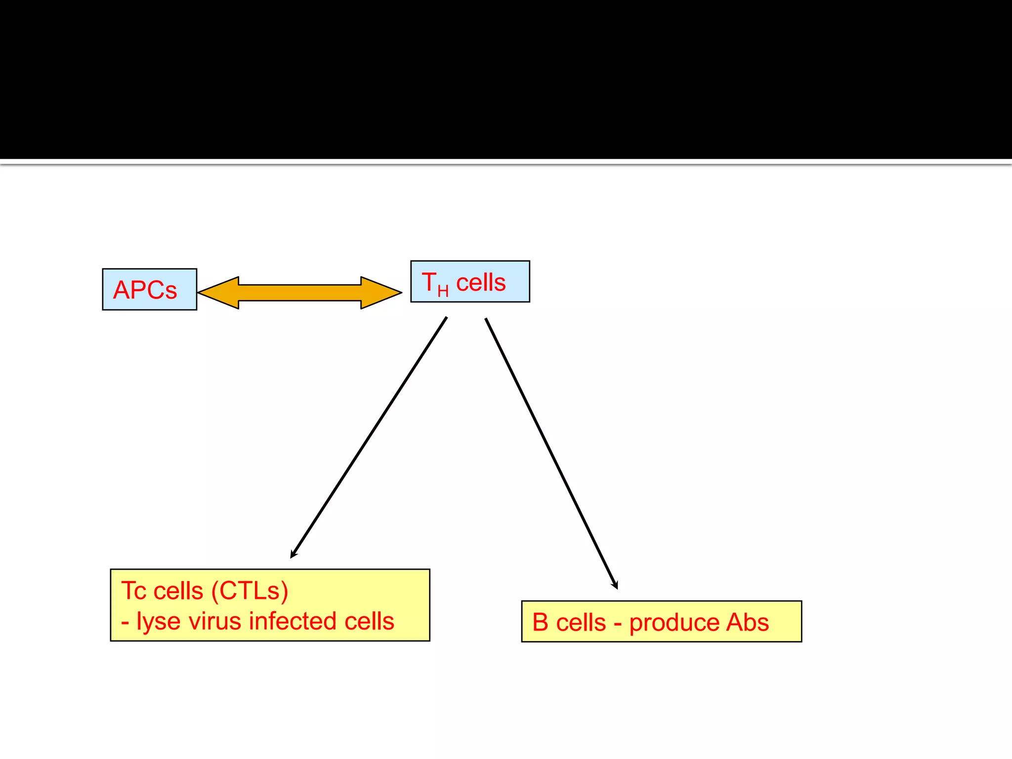 B cells - produce Abs
Tc cells (CTLs)
- lyse virus infected cells
TH cellsAPCs
 