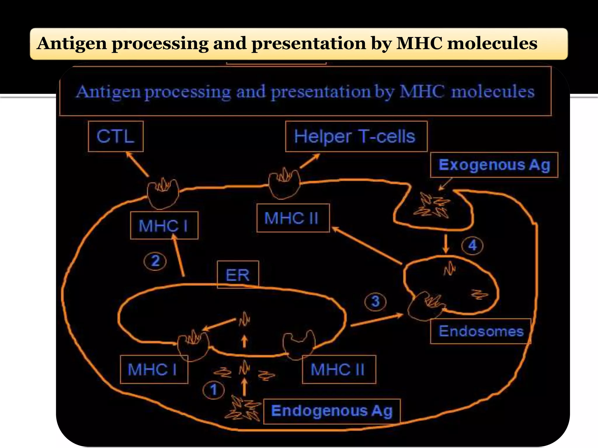Antigen processing and presentation by MHC molecules
 