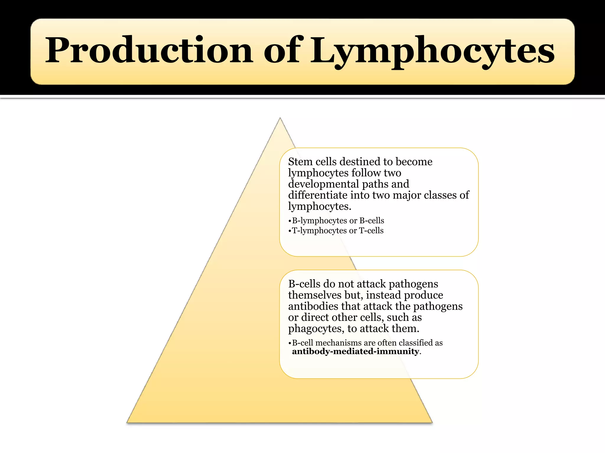 Production of Lymphocytes
Stem cells destined to become
lymphocytes follow two
developmental paths and
differentiate into two major classes of
lymphocytes.
•B-lymphocytes or B-cells
•T-lymphocytes or T-cells
B-cells do not attack pathogens
themselves but, instead produce
antibodies that attack the pathogens
or direct other cells, such as
phagocytes, to attack them.
•B-cell mechanisms are often classified as
antibody-mediated-immunity.
 