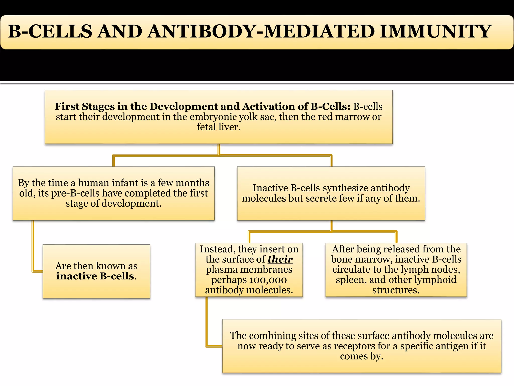 B-CELLS AND ANTIBODY-MEDIATED IMMUNITY
First Stages in the Development and Activation of B-Cells: B-cells
start their development in the embryonic yolk sac, then the red marrow or
fetal liver.
By the time a human infant is a few months
old, its pre-B-cells have completed the first
stage of development.
Are then known as
inactive B-cells.
Inactive B-cells synthesize antibody
molecules but secrete few if any of them.
Instead, they insert on
the surface of their
plasma membranes
perhaps 100,000
antibody molecules.
The combining sites of these surface antibody molecules are
now ready to serve as receptors for a specific antigen if it
comes by.
After being released from the
bone marrow, inactive B-cells
circulate to the lymph nodes,
spleen, and other lymphoid
structures.
 