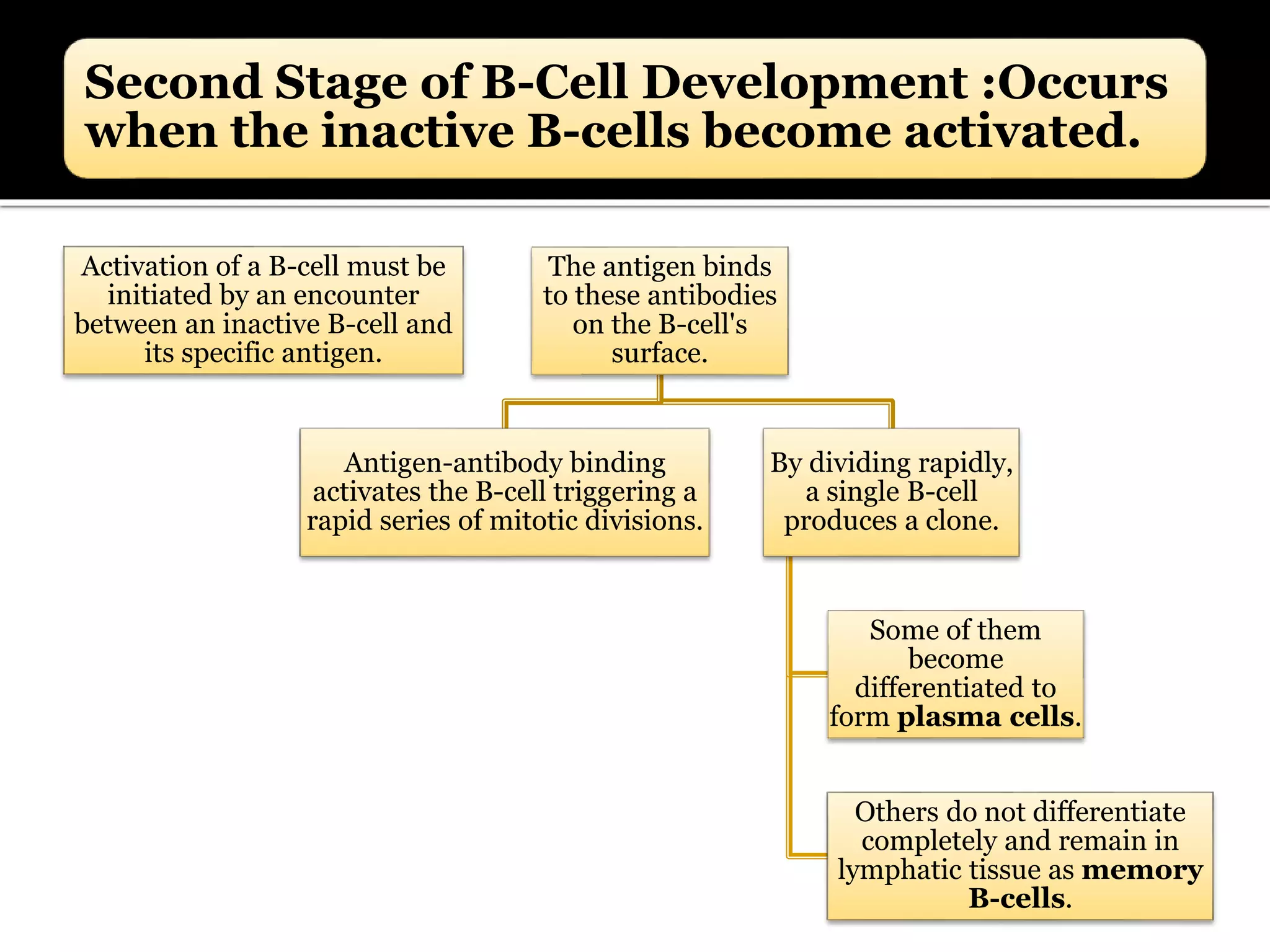 Second Stage of B-Cell Development :Occurs
when the inactive B-cells become activated.
Activation of a B-cell must be
initiated by an encounter
between an inactive B-cell and
its specific antigen.
The antigen binds
to these antibodies
on the B-cell's
surface.
Antigen-antibody binding
activates the B-cell triggering a
rapid series of mitotic divisions.
By dividing rapidly,
a single B-cell
produces a clone.
Some of them
become
differentiated to
form plasma cells.
Others do not differentiate
completely and remain in
lymphatic tissue as memory
B-cells.
 