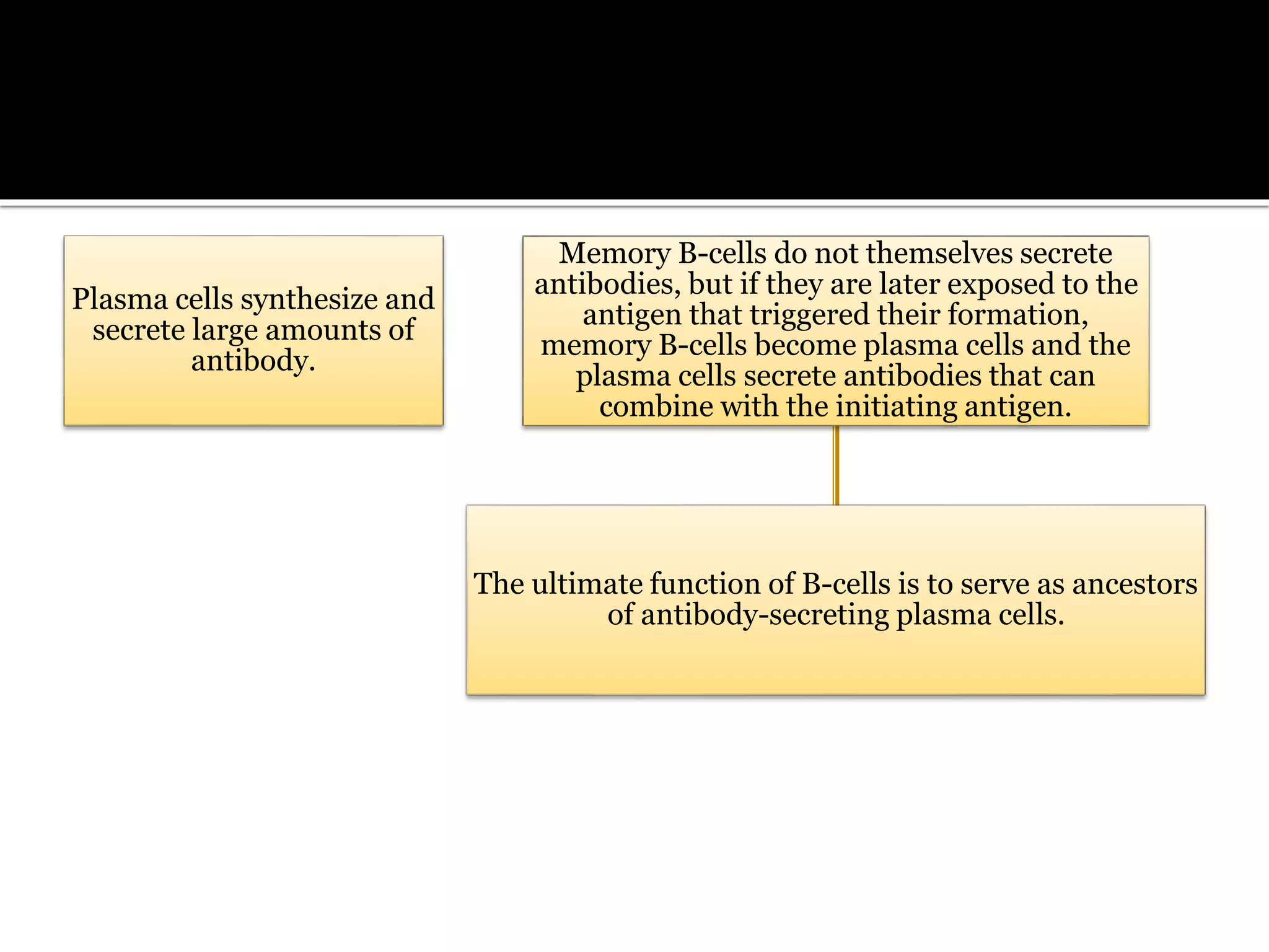 Plasma cells synthesize and
secrete large amounts of
antibody.
Memory B-cells do not themselves secrete
antibodies, but if they are later exposed to the
antigen that triggered their formation,
memory B-cells become plasma cells and the
plasma cells secrete antibodies that can
combine with the initiating antigen.
The ultimate function of B-cells is to serve as ancestors
of antibody-secreting plasma cells.
 