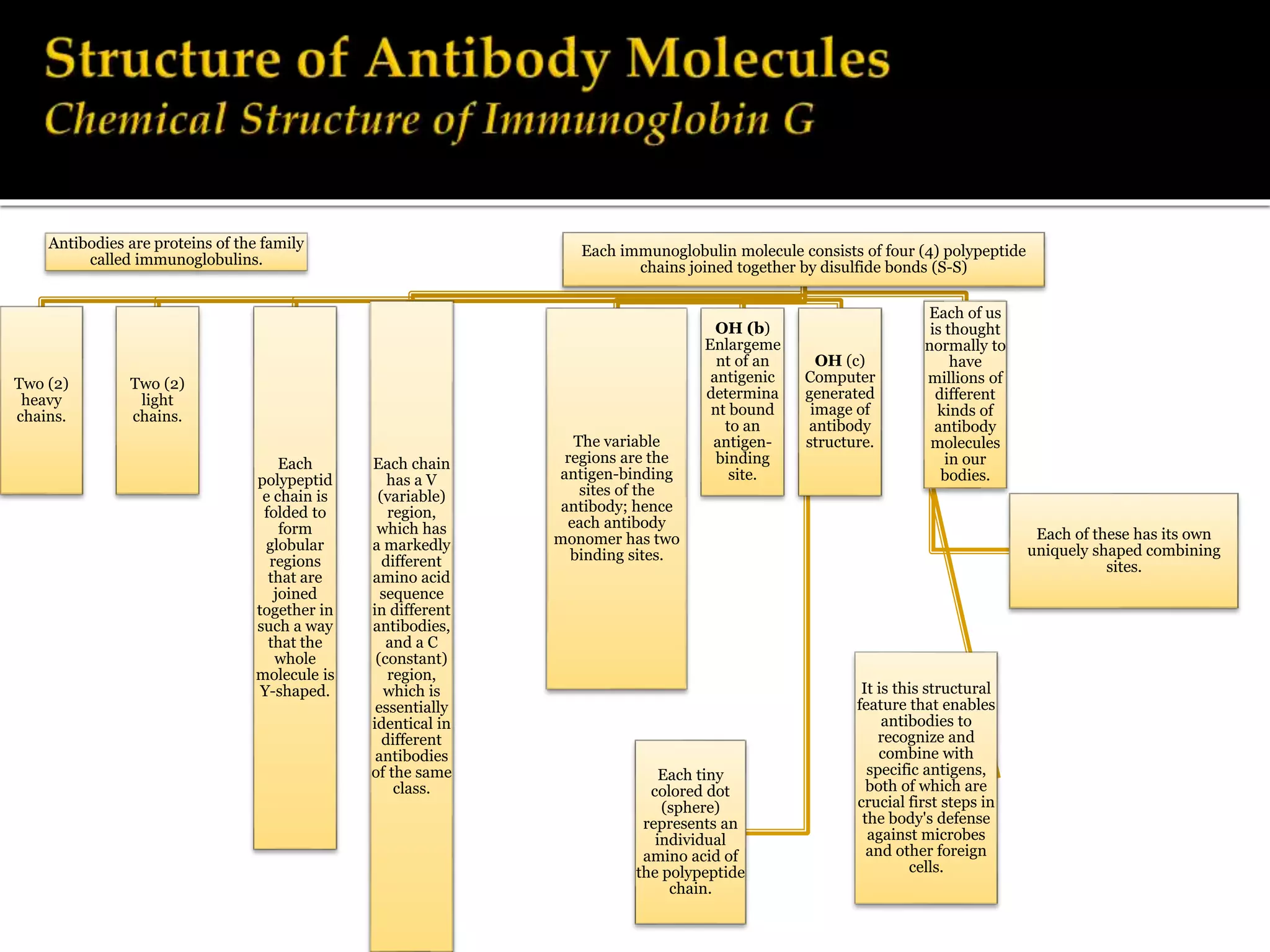 Antibodies are proteins of the family
called immunoglobulins.
Each immunoglobulin molecule consists of four (4) polypeptide
chains joined together by disulfide bonds (S-S)
Two (2)
heavy
chains.
Two (2)
light
chains.
Each
polypeptid
e chain is
folded to
form
globular
regions
that are
joined
together in
such a way
that the
whole
molecule is
Y-shaped.
Each chain
has a V
(variable)
region,
which has
a markedly
different
amino acid
sequence
in different
antibodies,
and a C
(constant)
region,
which is
essentially
identical in
different
antibodies
of the same
class.
The variable
regions are the
antigen-binding
sites of the
antibody; hence
each antibody
monomer has two
binding sites.
OH (b)
Enlargeme
nt of an
antigenic
determina
nt bound
to an
antigen-
binding
site.
OH (c)
Computer
generated
image of
antibody
structure.
Each tiny
colored dot
(sphere)
represents an
individual
amino acid of
the polypeptide
chain.
Each of us
is thought
normally to
have
millions of
different
kinds of
antibody
molecules
in our
bodies.
Each of these has its own
uniquely shaped combining
sites.
It is this structural
feature that enables
antibodies to
recognize and
combine with
specific antigens,
both of which are
crucial first steps in
the body's defense
against microbes
and other foreign
cells.
 
