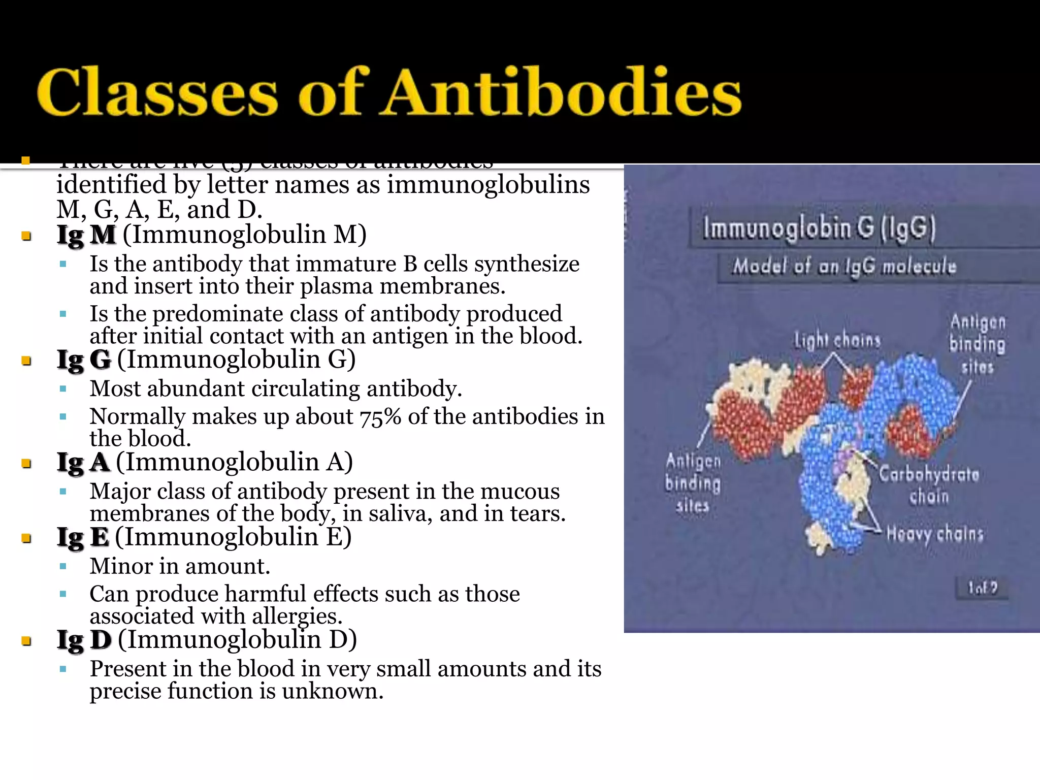  There are five (5) classes of antibodies
identified by letter names as immunoglobulins
M, G, A, E, and D.
 Ig M (Immunoglobulin M)
 Is the antibody that immature B cells synthesize
and insert into their plasma membranes.
 Is the predominate class of antibody produced
after initial contact with an antigen in the blood.
 Ig G (Immunoglobulin G)
 Most abundant circulating antibody.
 Normally makes up about 75% of the antibodies in
the blood.
 Ig A (Immunoglobulin A)
 Major class of antibody present in the mucous
membranes of the body, in saliva, and in tears.
 Ig E (Immunoglobulin E)
 Minor in amount.
 Can produce harmful effects such as those
associated with allergies.
 Ig D (Immunoglobulin D)
 Present in the blood in very small amounts and its
precise function is unknown.
 