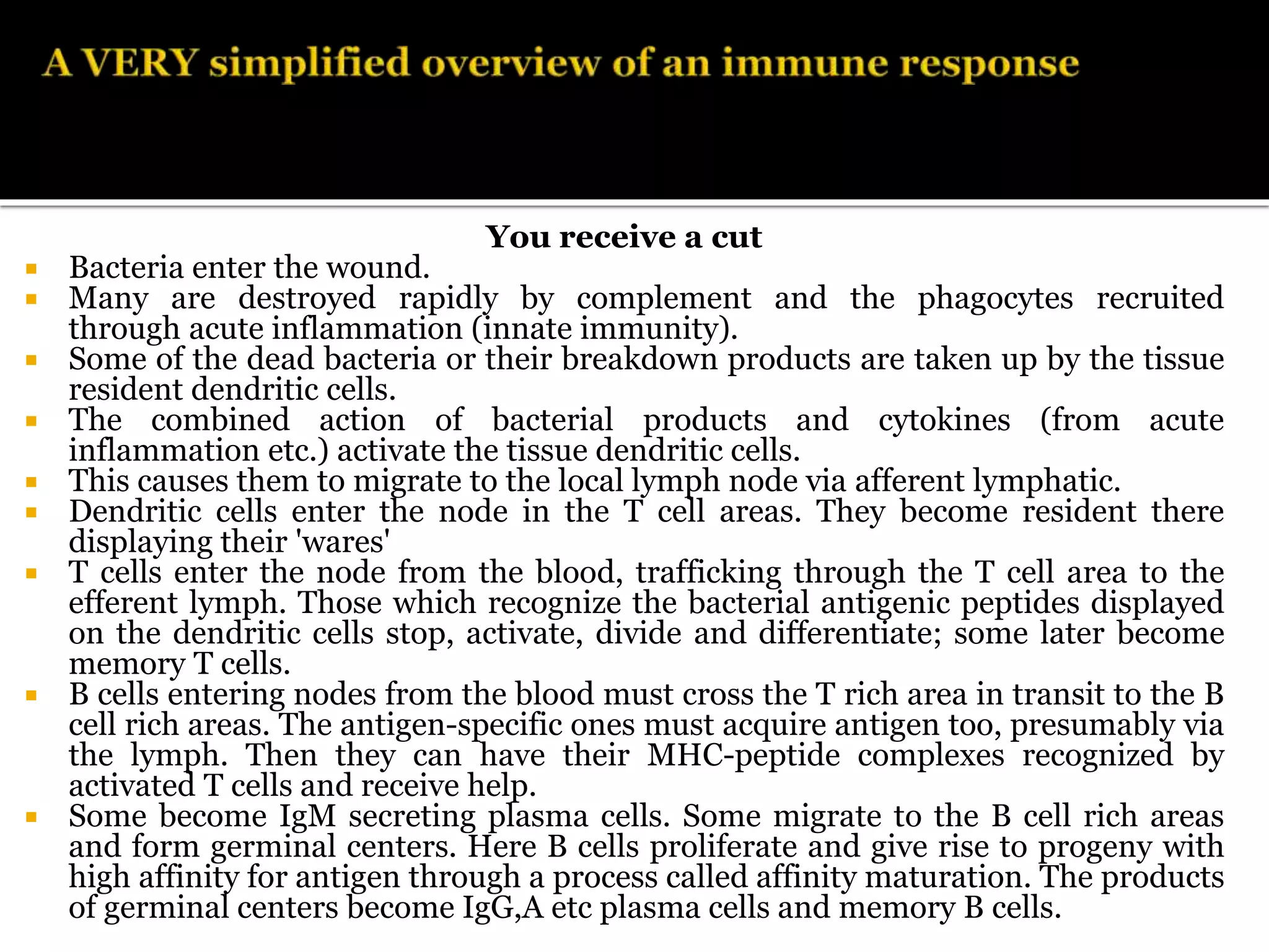 You receive a cut
 Bacteria enter the wound.
 Many are destroyed rapidly by complement and the phagocytes recruited
through acute inflammation (innate immunity).
 Some of the dead bacteria or their breakdown products are taken up by the tissue
resident dendritic cells.
 The combined action of bacterial products and cytokines (from acute
inflammation etc.) activate the tissue dendritic cells.
 This causes them to migrate to the local lymph node via afferent lymphatic.
 Dendritic cells enter the node in the T cell areas. They become resident there
displaying their 'wares'
 T cells enter the node from the blood, trafficking through the T cell area to the
efferent lymph. Those which recognize the bacterial antigenic peptides displayed
on the dendritic cells stop, activate, divide and differentiate; some later become
memory T cells.
 B cells entering nodes from the blood must cross the T rich area in transit to the B
cell rich areas. The antigen-specific ones must acquire antigen too, presumably via
the lymph. Then they can have their MHC-peptide complexes recognized by
activated T cells and receive help.
 Some become IgM secreting plasma cells. Some migrate to the B cell rich areas
and form germinal centers. Here B cells proliferate and give rise to progeny with
high affinity for antigen through a process called affinity maturation. The products
of germinal centers become IgG,A etc plasma cells and memory B cells.
 