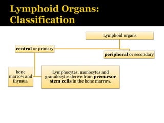 Lymphoid organs
peripheral or secondary
central or primary
Lymphocytes, monocytes and
granulocytes derive from precursor
stem cells in the bone marrow.
bone
marrow and
thymus.
 
