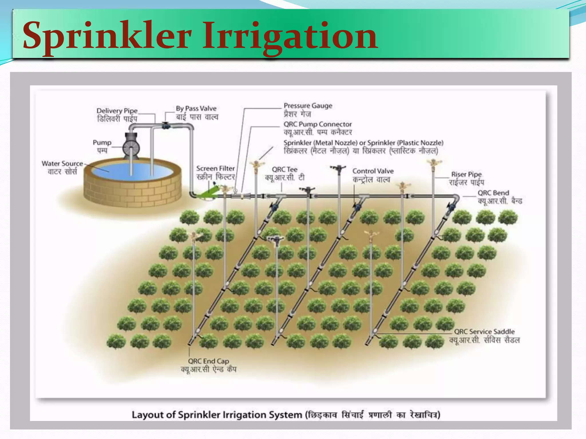 Sprinkler Irrigation
 