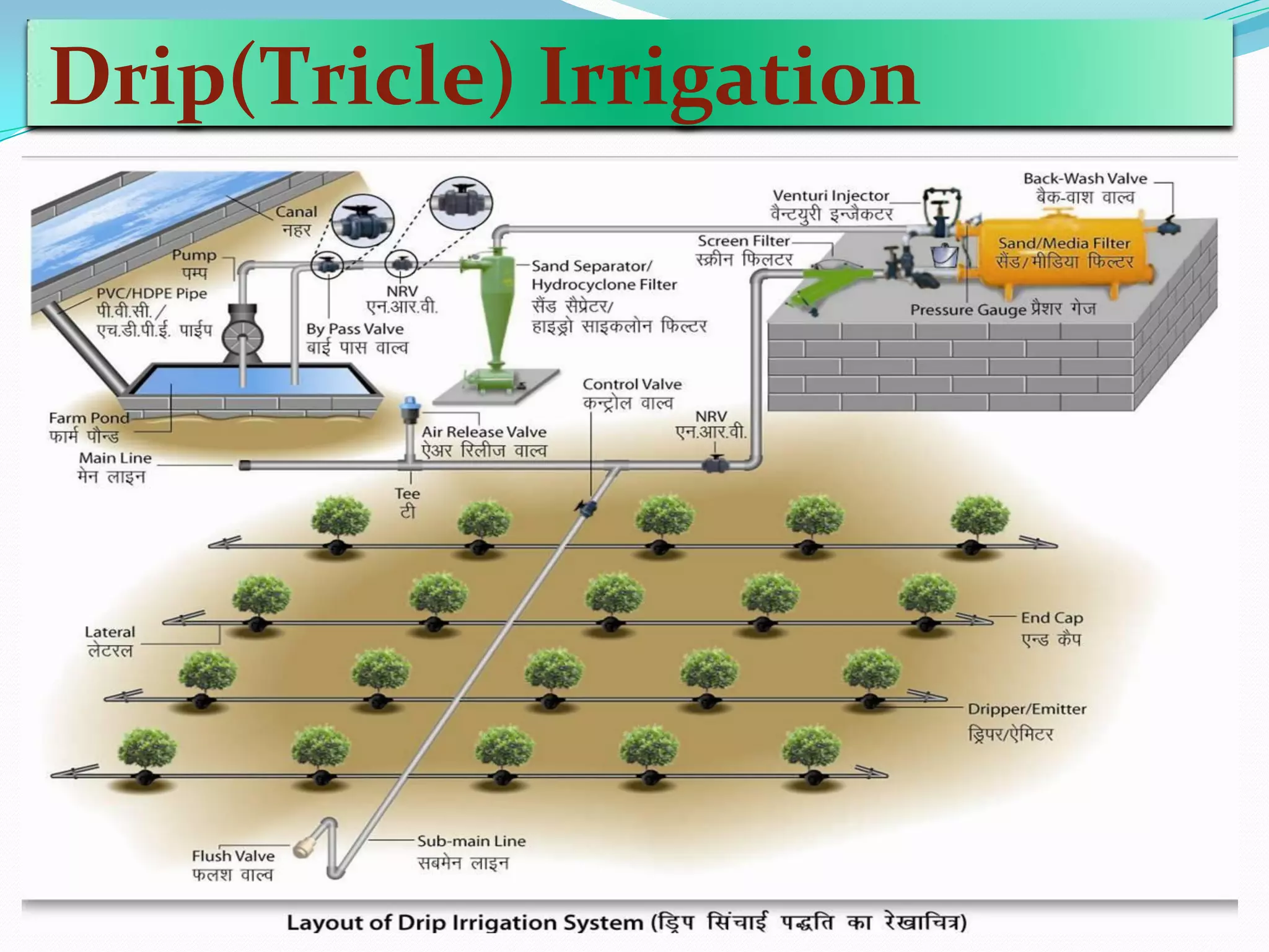 Drip(Tricle) Irrigation
 