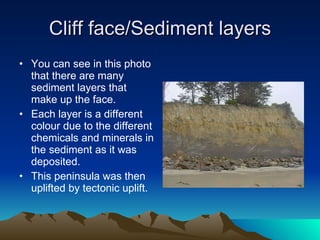 Cliff face/Sediment layers You can see in this photo that there are many sediment layers that make up the face. Each layer is a different colour due to the different chemicals and minerals in the sediment as it was deposited. This peninsula was then uplifted by tectonic uplift. 