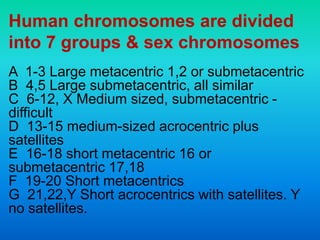 Human chromosomes are divided
into 7 groups & sex chromosomes
A 1-3 Large metacentric 1,2 or submetacentric
B 4,5 Large submetacentric, all similar
C 6-12, X Medium sized, submetacentric -
difficult
D 13-15 medium-sized acrocentric plus
satellites
E 16-18 short metacentric 16 or
submetacentric 17,18
F 19-20 Short metacentrics
G 21,22,Y Short acrocentrics with satellites. Y
no satellites.
 