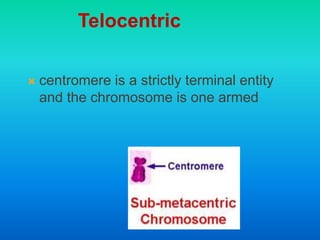  centromere is a strictly terminal entity
and the chromosome is one armed
Telocentric
 