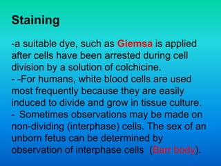 Staining
-a suitable dye, such as Giemsa is applied
after cells have been arrested during cell
division by a solution of colchicine.
- -For humans, white blood cells are used
most frequently because they are easily
induced to divide and grow in tissue culture.
- Sometimes observations may be made on
non-dividing (interphase) cells. The sex of an
unborn fetus can be determined by
observation of interphase cells (Barr body).
 