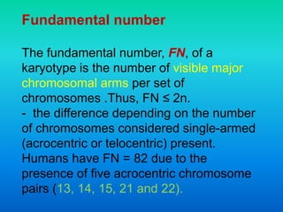 Fundamental number
The fundamental number, FN, of a
karyotype is the number of visible major
chromosomal arms per set of
chromosomes .Thus, FN ≤ 2n.
- the difference depending on the number
of chromosomes considered single-armed
(acrocentric or telocentric) present.
Humans have FN = 82 due to the
presence of five acrocentric chromosome
pairs (13, 14, 15, 21 and 22).
 
