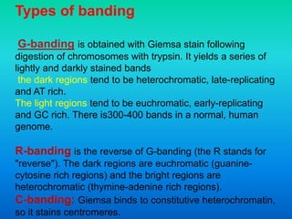 Types of banding
G-banding is obtained with Giemsa stain following
digestion of chromosomes with trypsin. It yields a series of
lightly and darkly stained bands
the dark regions tend to be heterochromatic, late-replicating
and AT rich.
The light regions tend to be euchromatic, early-replicating
and GC rich. There is300-400 bands in a normal, human
genome.
R-banding is the reverse of G-banding (the R stands for
"reverse"). The dark regions are euchromatic (guanine-
cytosine rich regions) and the bright regions are
heterochromatic (thymine-adenine rich regions).
C-banding: Giemsa binds to constitutive heterochromatin,
so it stains centromeres.
 