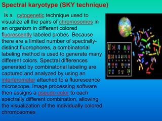 is a cytogenetic technique used to
visualize all the pairs of chromosomes in
an organism in different colored
fluorescently labeled probes Because
there are a limited number of spectrally-
distinct fluorophores, a combinatorial
labeling method is used to generate many
different colors. Spectral differences
generated by combinatorial labeling are
captured and analyzed by using an
interferometer attached to a fluorescence
microscope. Image processing software
then assigns a pseudo color to each
spectrally different combination, allowing
the visualization of the individually colored
chromosomes
Spectral karyotype (SKY technique)
 