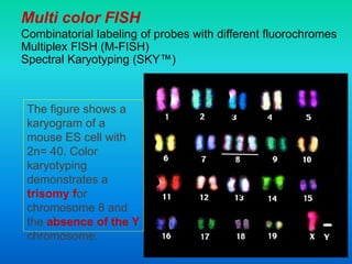 Multi color FISH
Combinatorial labeling of probes with different fluorochromes
Multiplex FISH (M-FISH)
Spectral Karyotyping (SKY™)
The figure shows a
karyogram of a
mouse ES cell with
2n= 40. Color
karyotyping
demonstrates a
trisomy for
chromosome 8 and
the absence of the Y
chromosome.
 