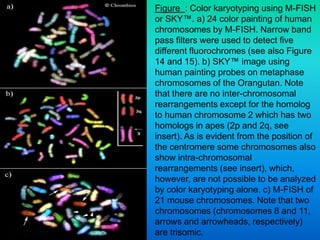 Figure : Color karyotyping using M-FISH
or SKY™. a) 24 color painting of human
chromosomes by M-FISH. Narrow band
pass filters were used to detect five
different fluorochromes (see also Figure
14 and 15). b) SKY™ image using
human painting probes on metaphase
chromosomes of the Orangutan. Note
that there are no inter-chromosomal
rearrangements except for the homolog
to human chromosome 2 which has two
homologs in apes (2p and 2q, see
insert). As is evident from the position of
the centromere some chromosomes also
show intra-chromosomal
rearrangements (see insert), which,
however, are not possible to be analyzed
by color karyotyping alone. c) M-FISH of
21 mouse chromosomes. Note that two
chromosomes (chromosomes 8 and 11,
arrows and arrowheads, respectively)
are trisomic.
 