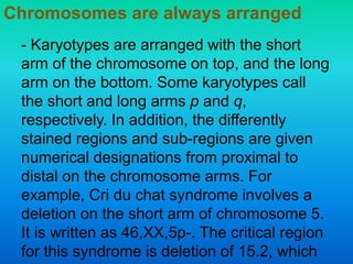 - Karyotypes are arranged with the short
arm of the chromosome on top, and the long
arm on the bottom. Some karyotypes call
the short and long arms p and q,
respectively. In addition, the differently
stained regions and sub-regions are given
numerical designations from proximal to
distal on the chromosome arms. For
example, Cri du chat syndrome involves a
deletion on the short arm of chromosome 5.
It is written as 46,XX,5p-. The critical region
for this syndrome is deletion of 15.2, which
Chromosomes are always arranged
 