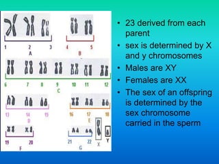 • 23 derived from each
parent
• sex is determined by X
and y chromosomes
• Males are XY
• Females are XX
• The sex of an offspring
is determined by the
sex chromosome
carried in the sperm
 