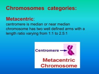 Chromosomes categories:
Metacentric:
centromere is median or near median
chromosome has two well defined arms with a
length ratio varying from 1:1 to 2.5:1
 