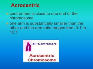  centromere is close to one end of the
chromosome
 one arm is substantially smaller than the
other and the arm ratio ranges from 3:1 to
10:1
Acrocentric
 