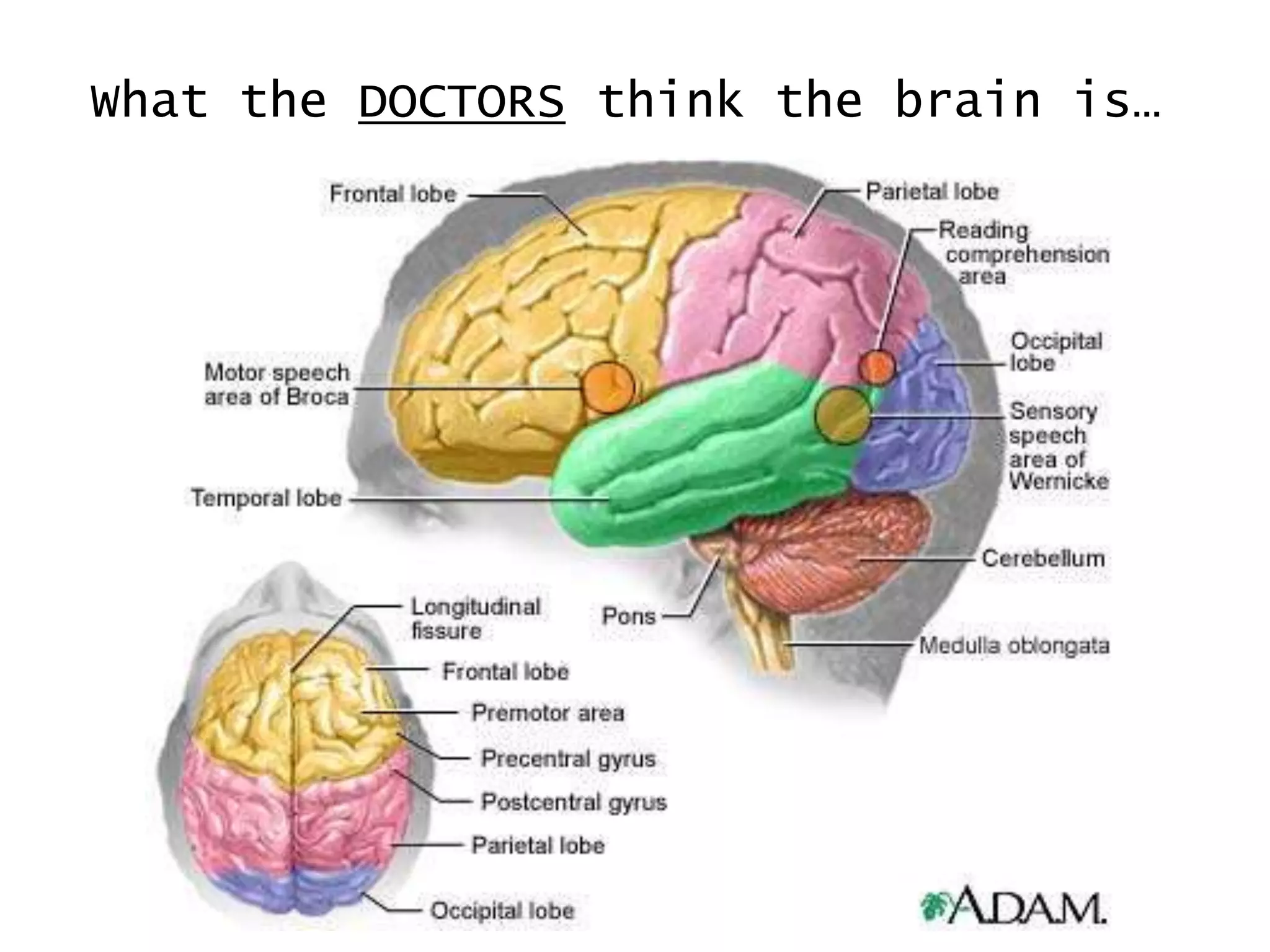 What the DOCTORS think the brain is…
 