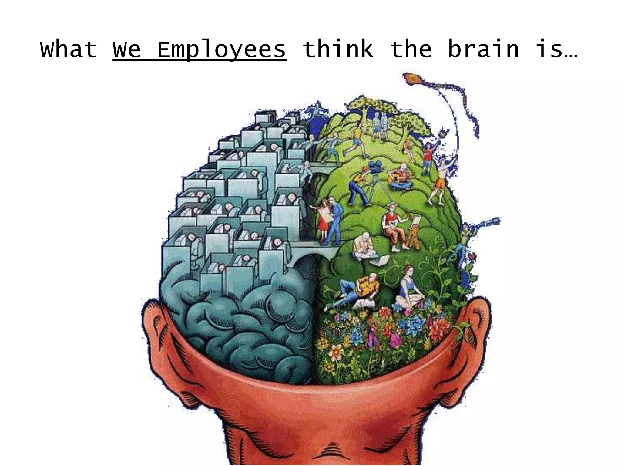 What We Employees think the brain is…
 