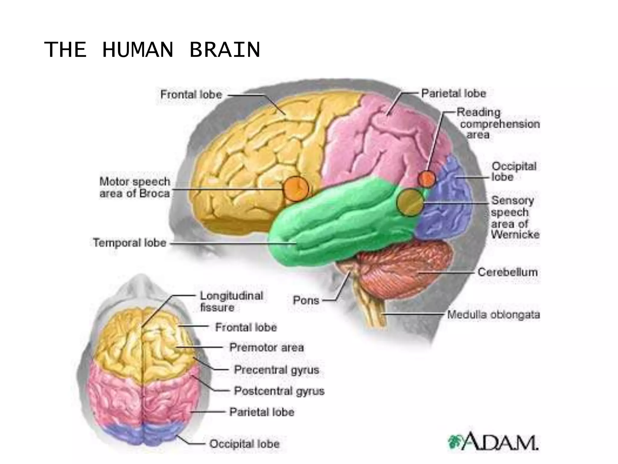 THE HUMAN BRAIN
 