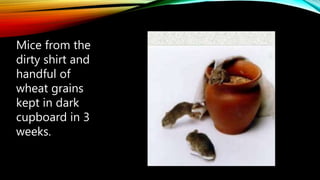 Mice from the
dirty shirt and
handful of
wheat grains
kept in dark
cupboard in 3
weeks.
 